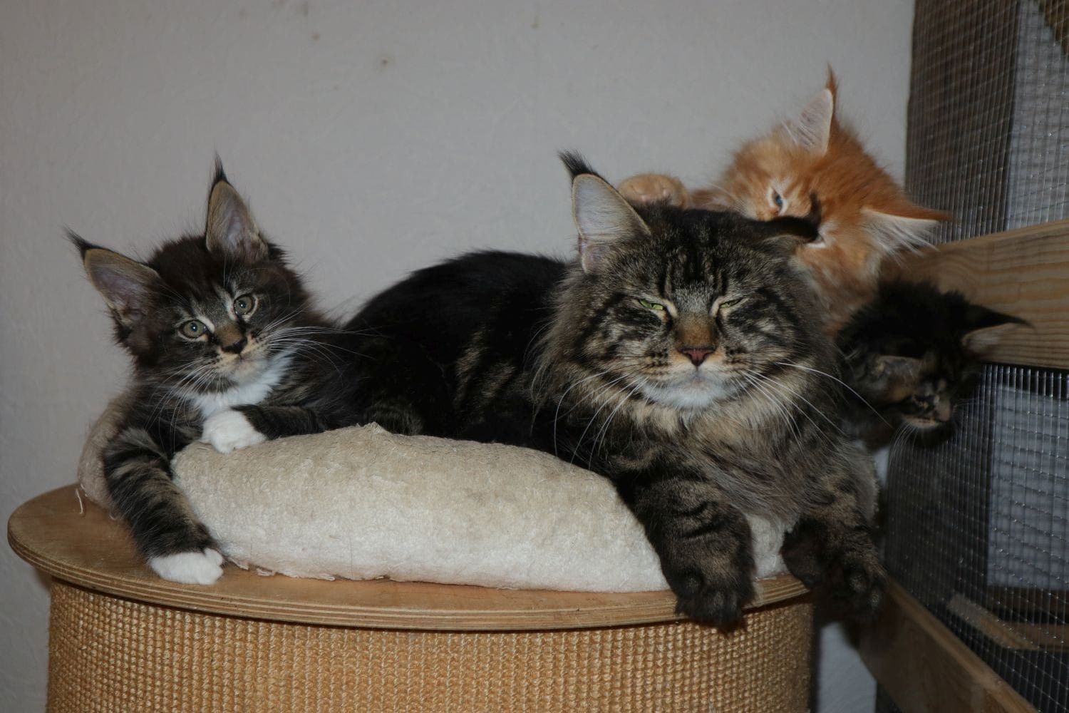 Wunderschöne  Maine Coon-Kätzchen