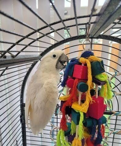 Schöne Babys Ara verfügbar