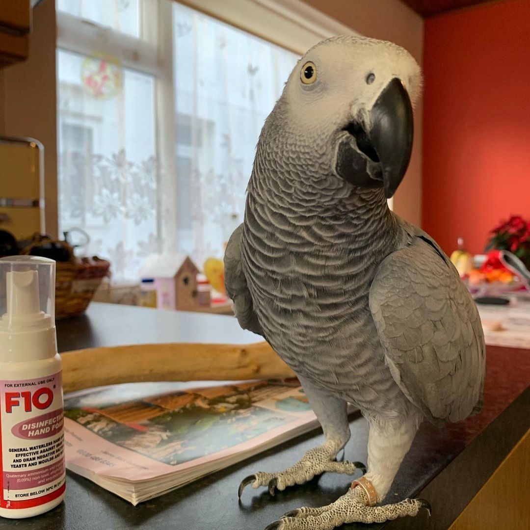 Handaufgezogene superfreundliche Afrikanisches grau Papageienbabys Handaufgezogene superfreundliche Afrikanisches grau Papageienbabys