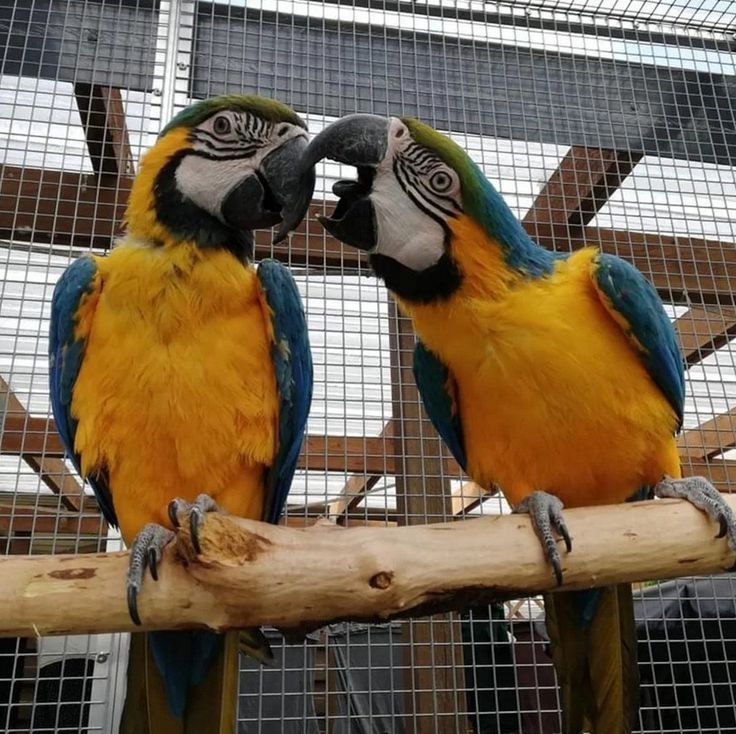 Verbundenes Paar Aras. Verbundenes Paar Aras.