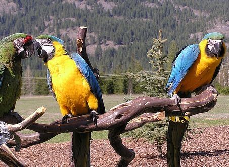 Verbundenes Paar Aras. Verbundenes Paar Aras.