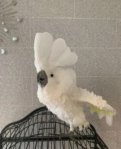 Kakadu zur Unterbringung