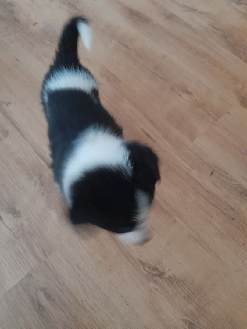 Border-collie Welpen