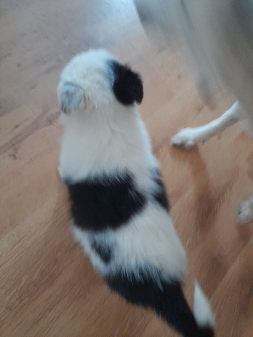 Border-collie Welpen