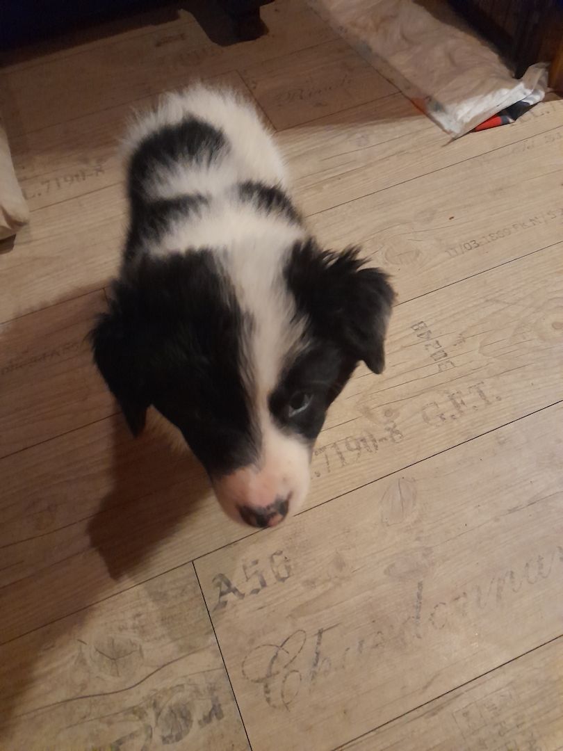 Border-collie Welpen