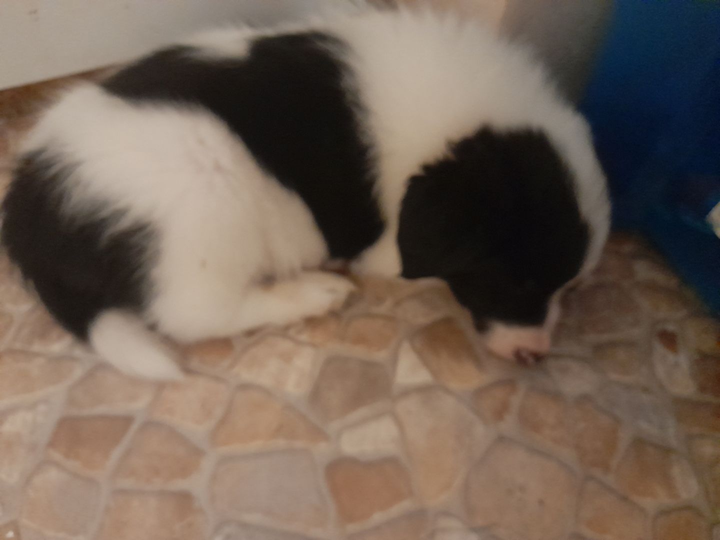 Border-collie Welpen