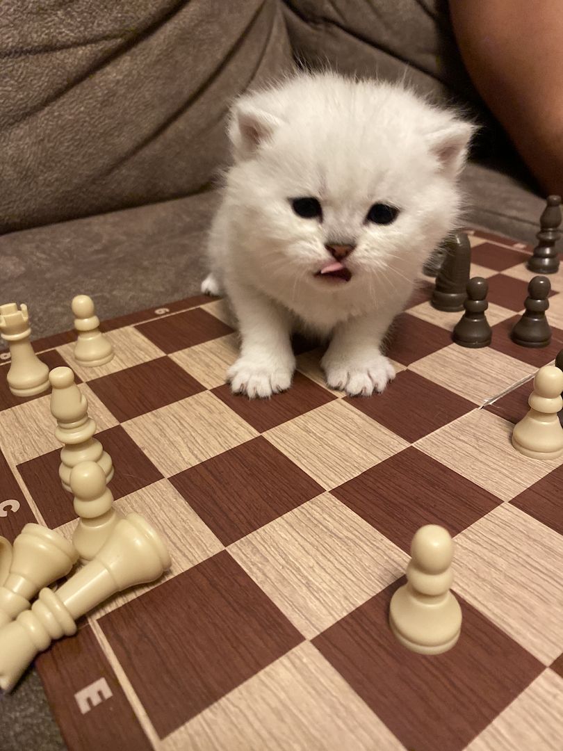 BKH Kitten reinrassig