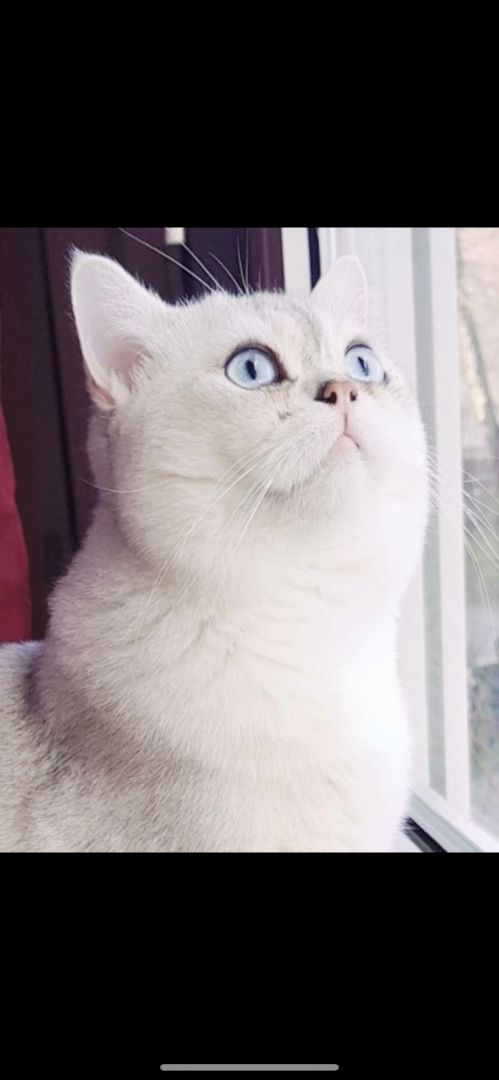 BKH Kitten reinrassig