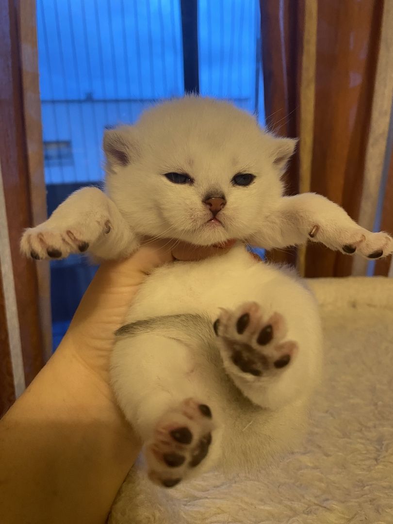 BKH Kitten reinrassig