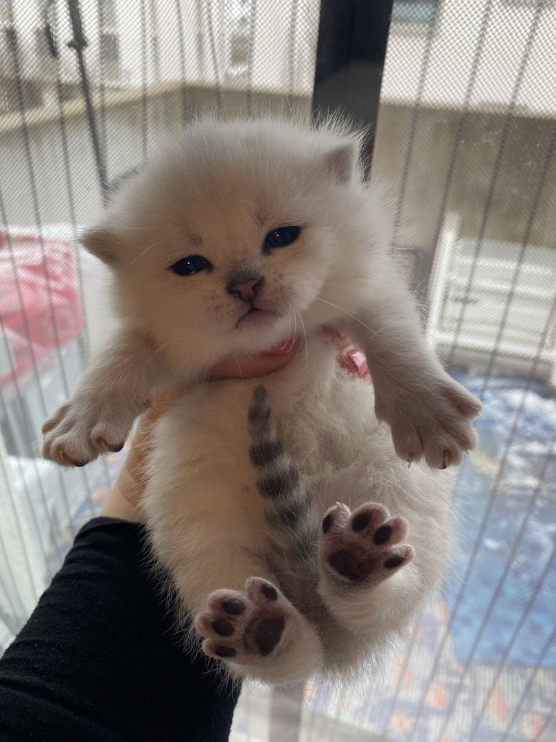 BKH Kitten reinrassig