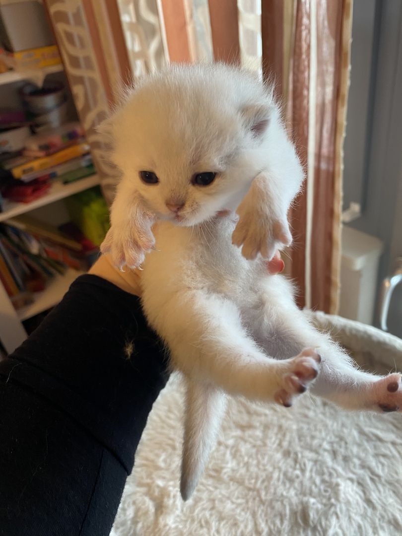 BKH Kitten reinrassig