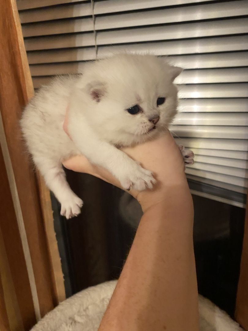 BKH Kitten reinrassig