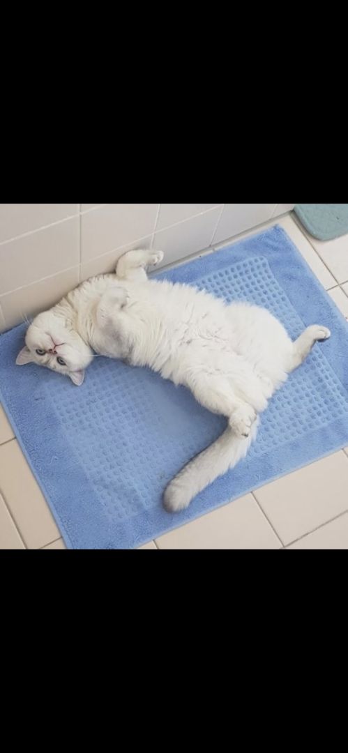 BKH Kitten reinrassig