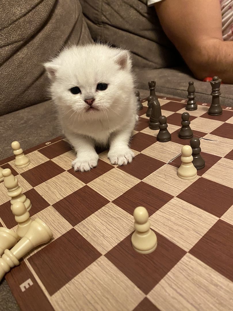 BKH Kitten reinrassig