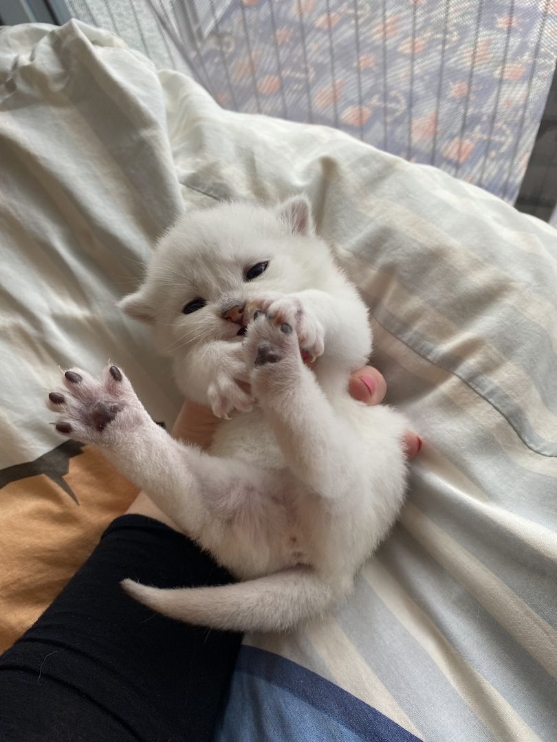 BKH Kitten reinrassig