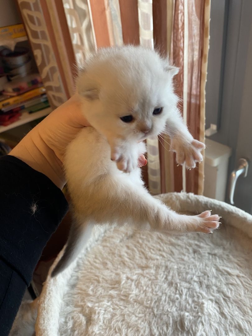 BKH Kitten reinrassig