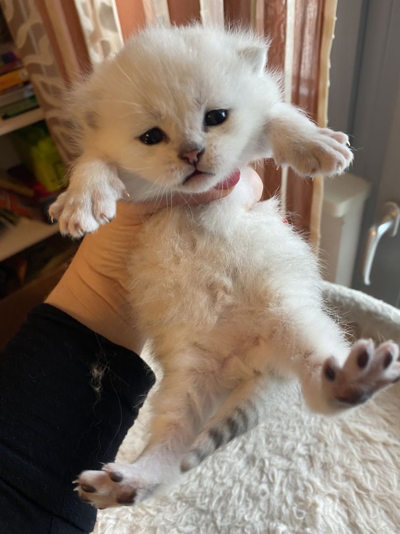 BKH Kitten reinrassig