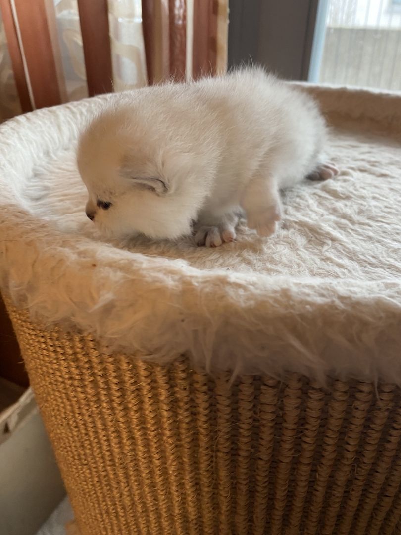 BKH Kitten reinrassig