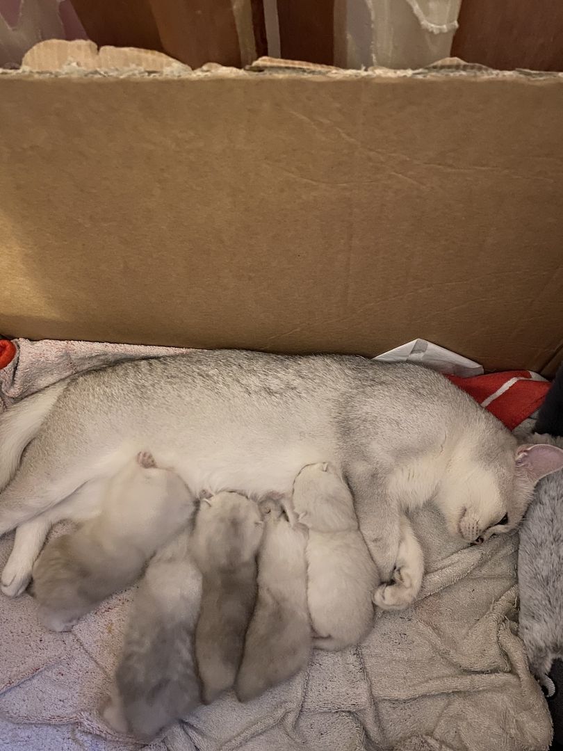 BKH Kitten reinrassig