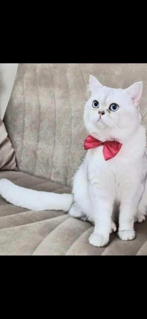 BKH Kitten reinrassig