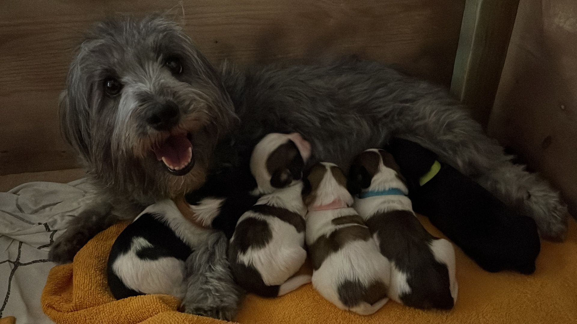 Malteser/Havaneser/shih-tzu welpeb