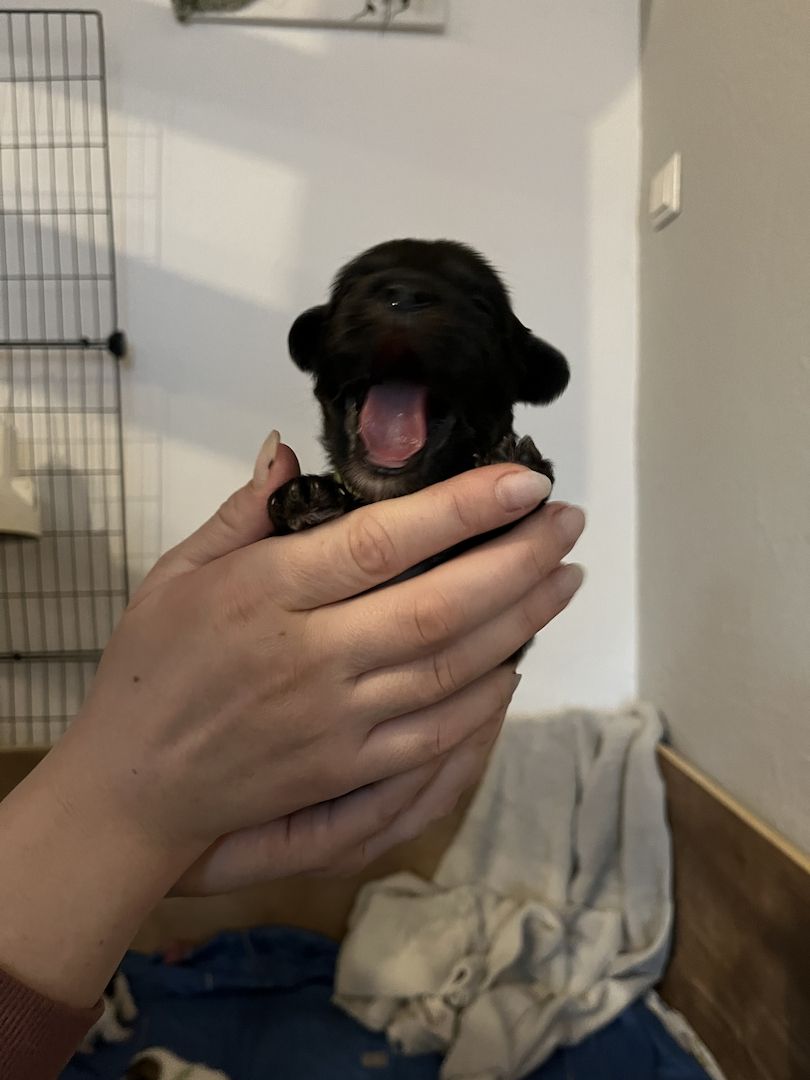 Malteser/Havaneser/shih-tzu welpeb