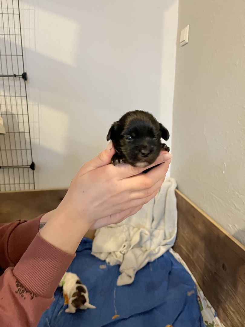 Malteser/Havaneser/shih-tzu welpeb