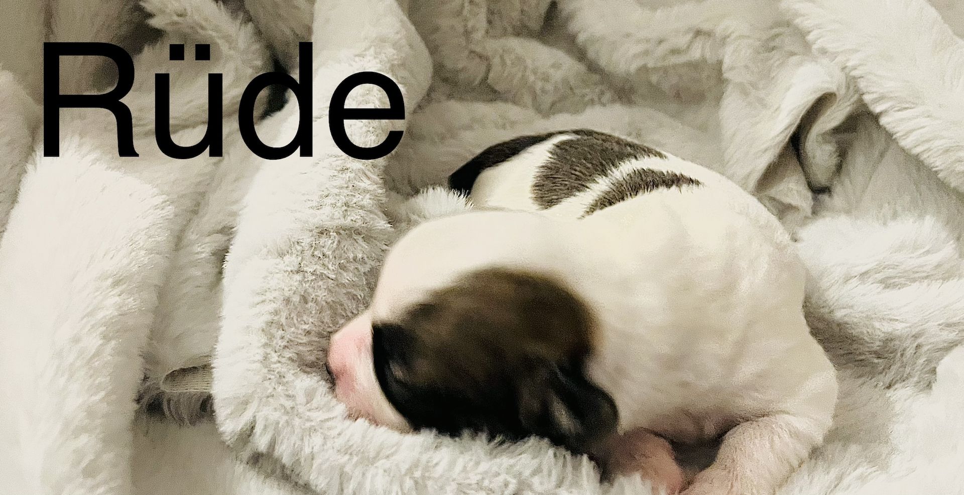 Malteser/Havaneser/shih-tzu welpeb