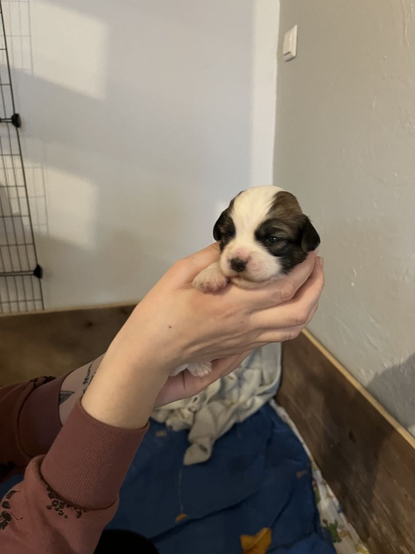 Malteser/Havaneser/shih-tzu welpeb