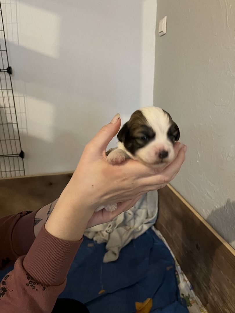 Malteser/Havaneser/shih-tzu welpeb