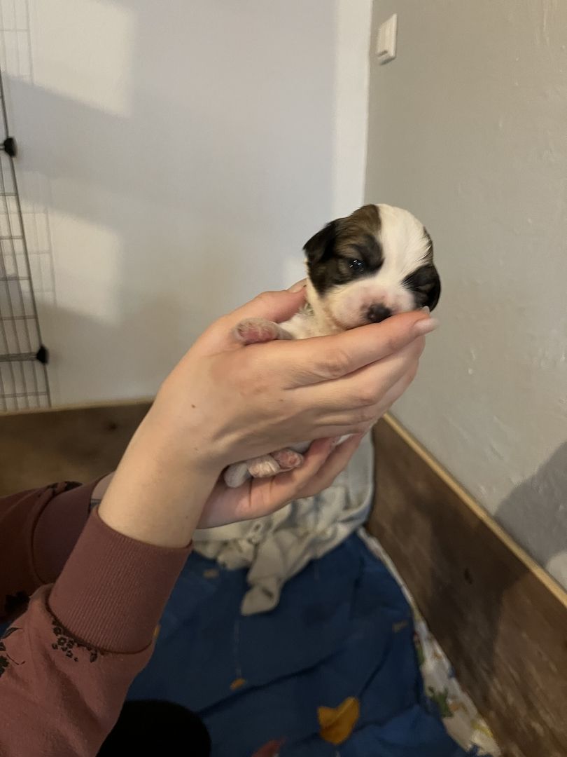 Malteser/Havaneser/shih-tzu welpeb