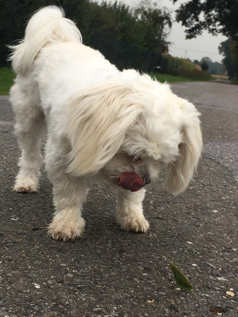 Malteser/Havaneser/shih-tzu welpeb