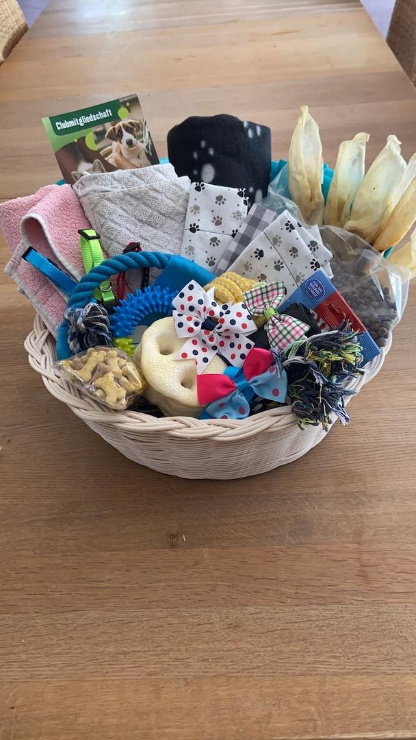 Malteser/Havaneser/shih-tzu welpeb