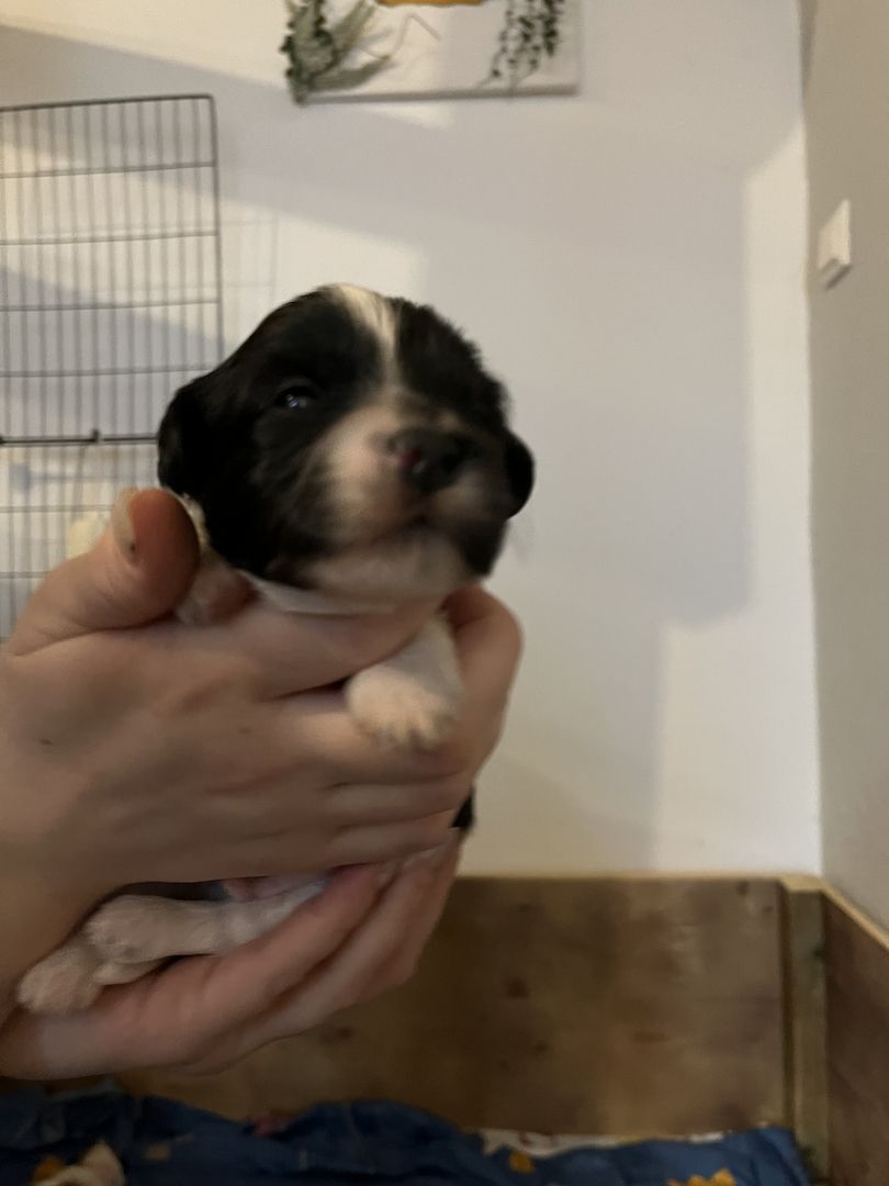 Malteser/Havaneser/shih-tzu welpeb