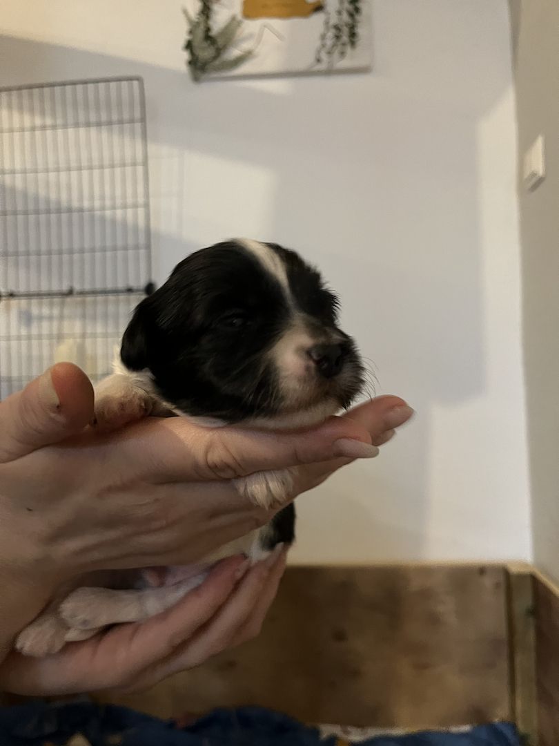 Malteser/Havaneser/shih-tzu welpeb