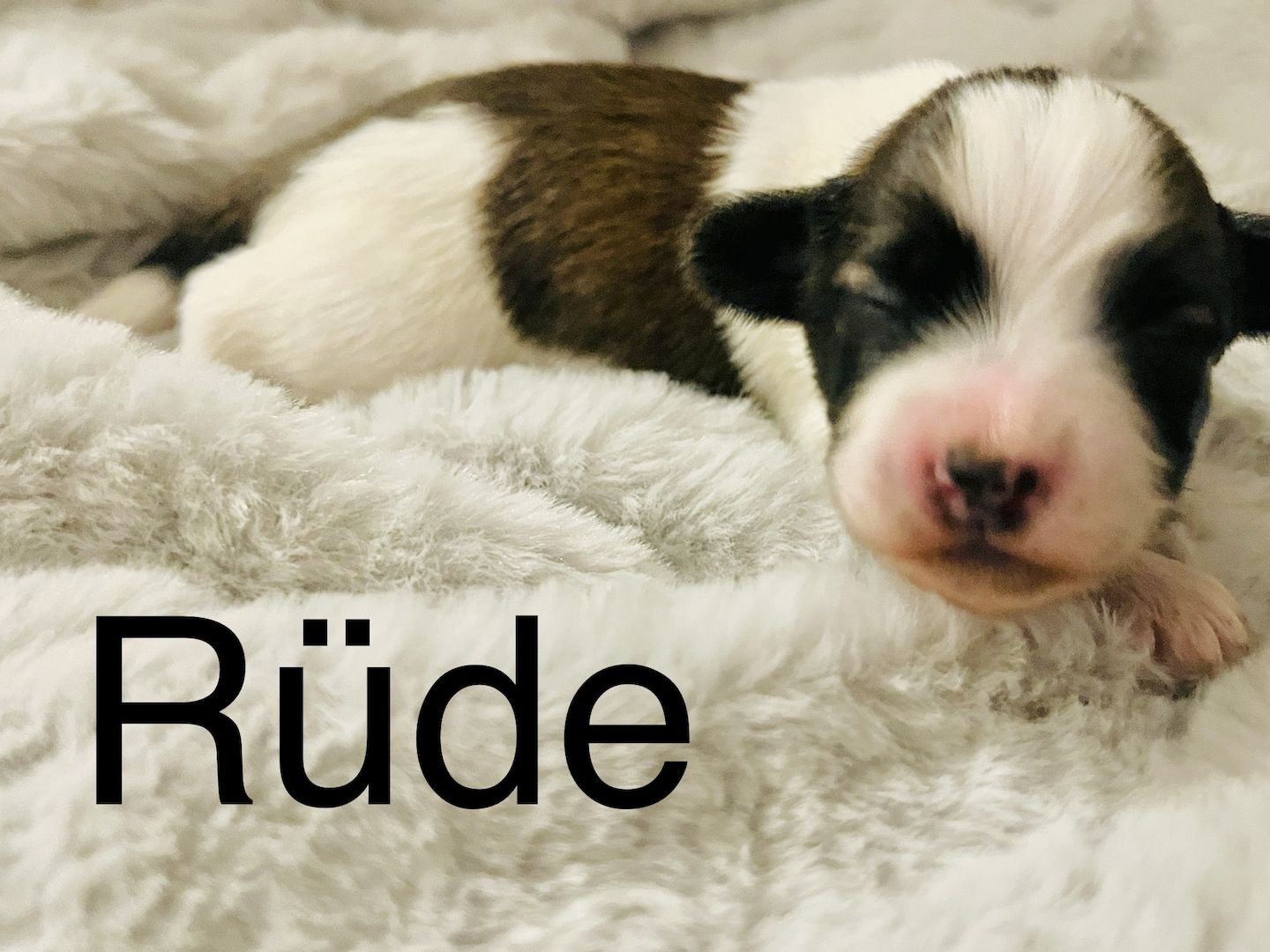 Malteser/Havaneser/shih-tzu welpeb