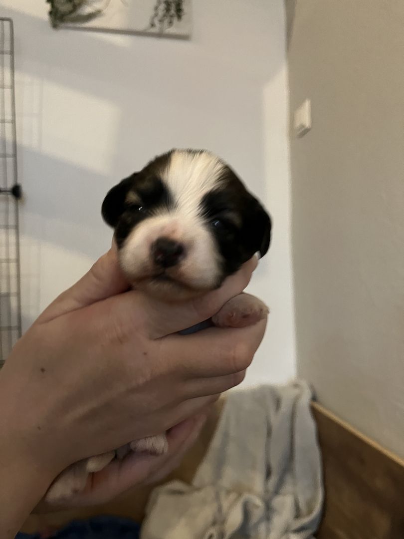 Malteser/Havaneser/shih-tzu welpeb