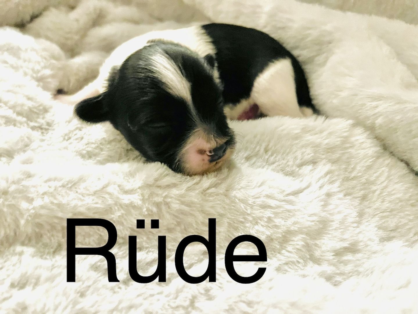 Malteser/Havaneser/shih-tzu welpeb