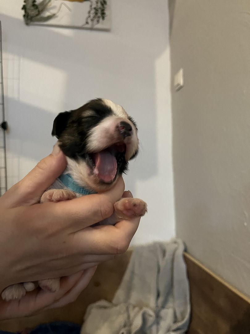 Malteser/Havaneser/shih-tzu welpeb