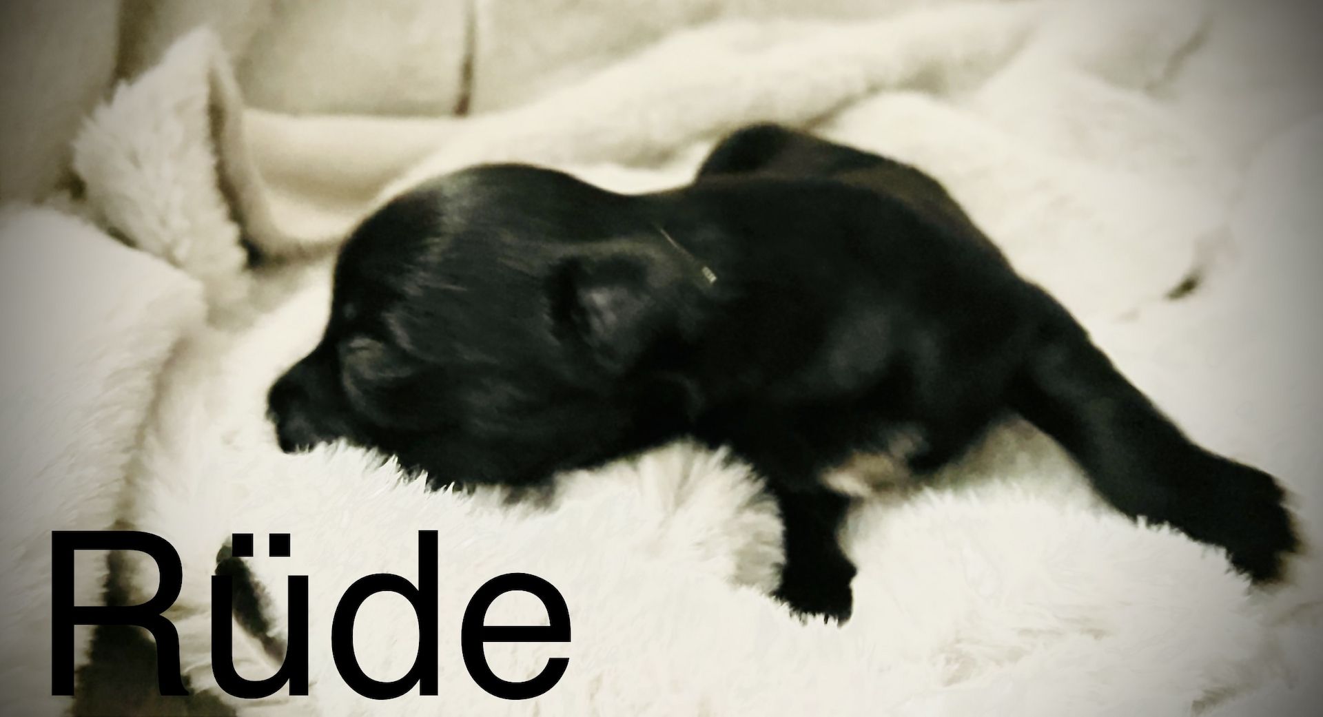 Malteser/Havaneser/shih-tzu welpeb