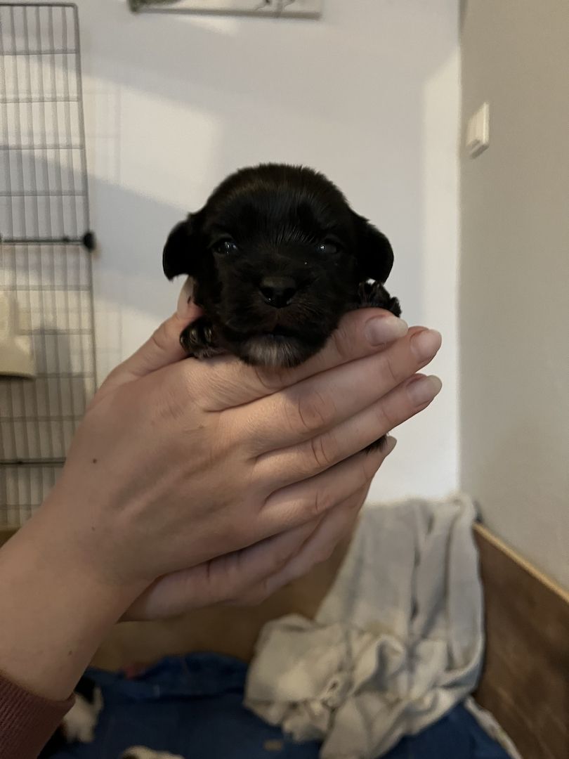 Malteser/Havaneser/shih-tzu welpeb