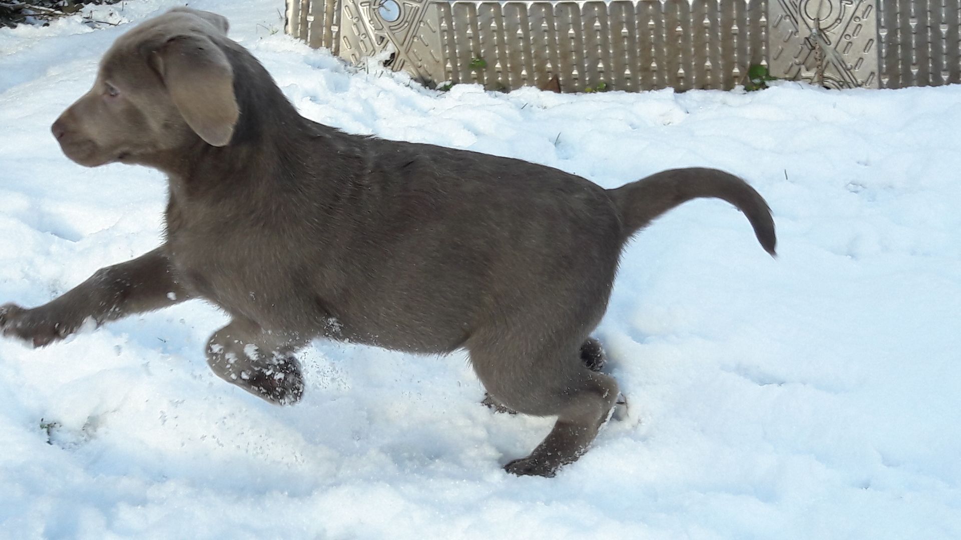 Silberne Labrador Welpen