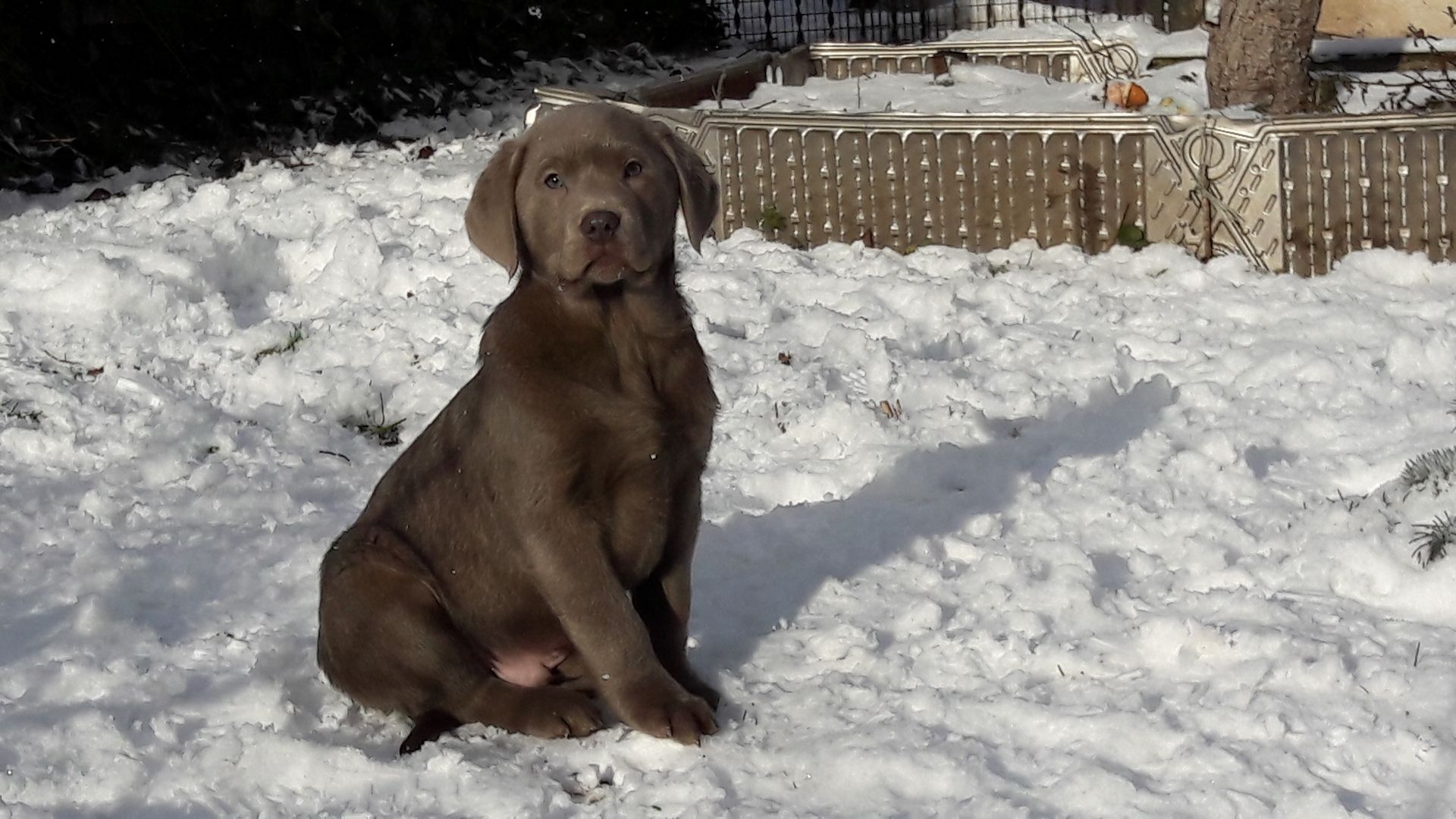 Silberne Labrador Welpen