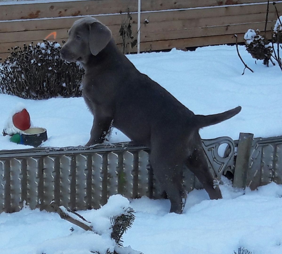 Silberne Labrador Welpen