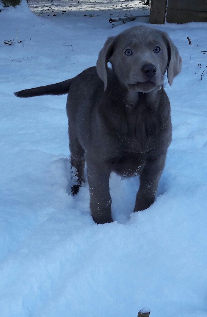 Silberne Labrador Welpen