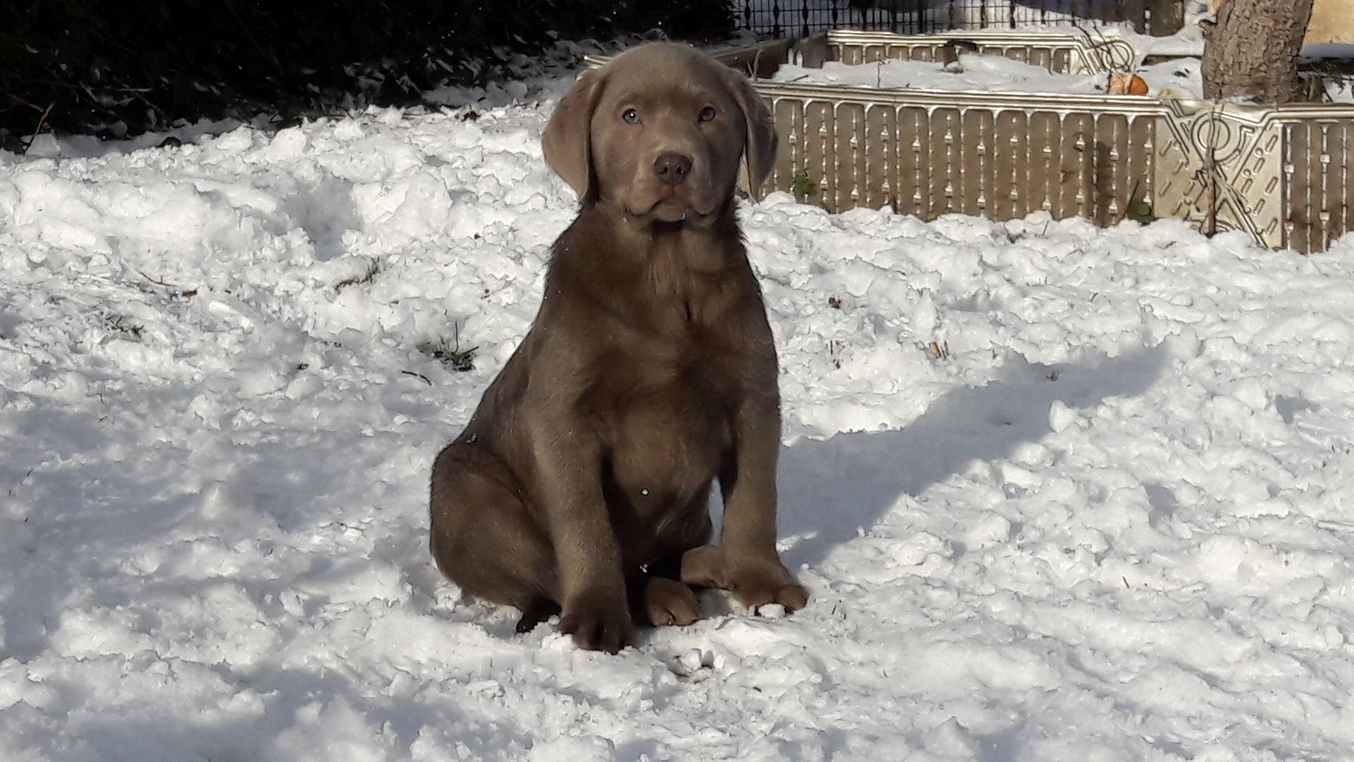 Silberne Labrador Welpen