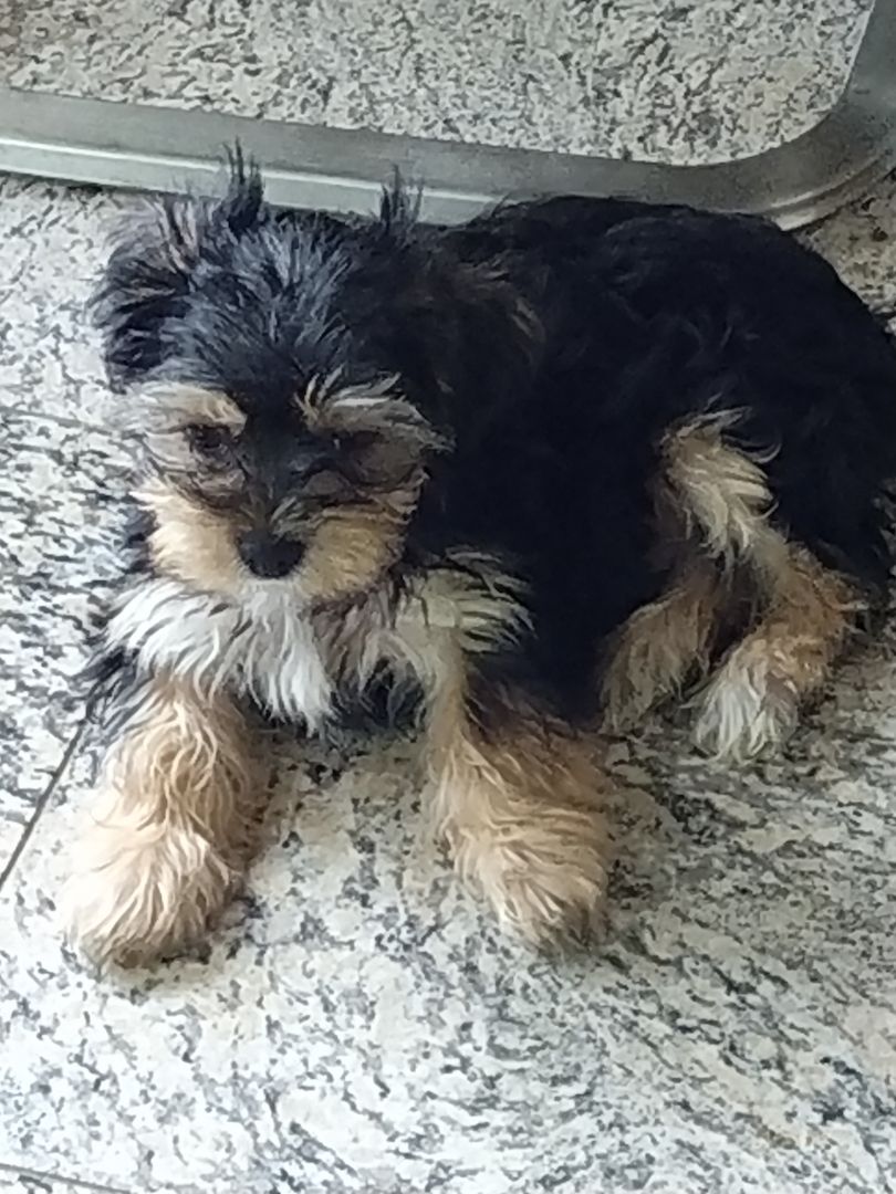 Yorkshire Bierwer Terrier Rüde 4 Monate