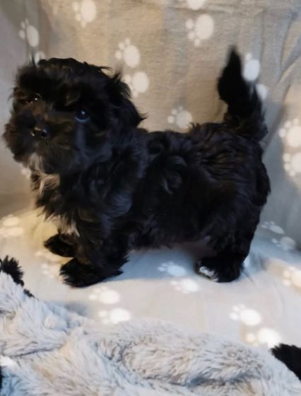 Zauberhafte Bolonka Zwetna Welpen mit Ahnentafel Zauberhafte Bolonka Zwetna Welpen mit Ahnentafel