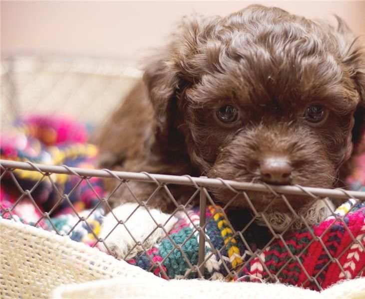 Zauberhafte Bolonka Zwetna Welpen mit Ahnentafel Zauberhafte Bolonka Zwetna Welpen mit Ahnentafel