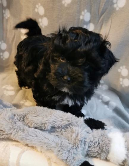 Zauberhafte Bolonka Zwetna Welpen mit Ahnentafel Zauberhafte Bolonka Zwetna Welpen mit Ahnentafel